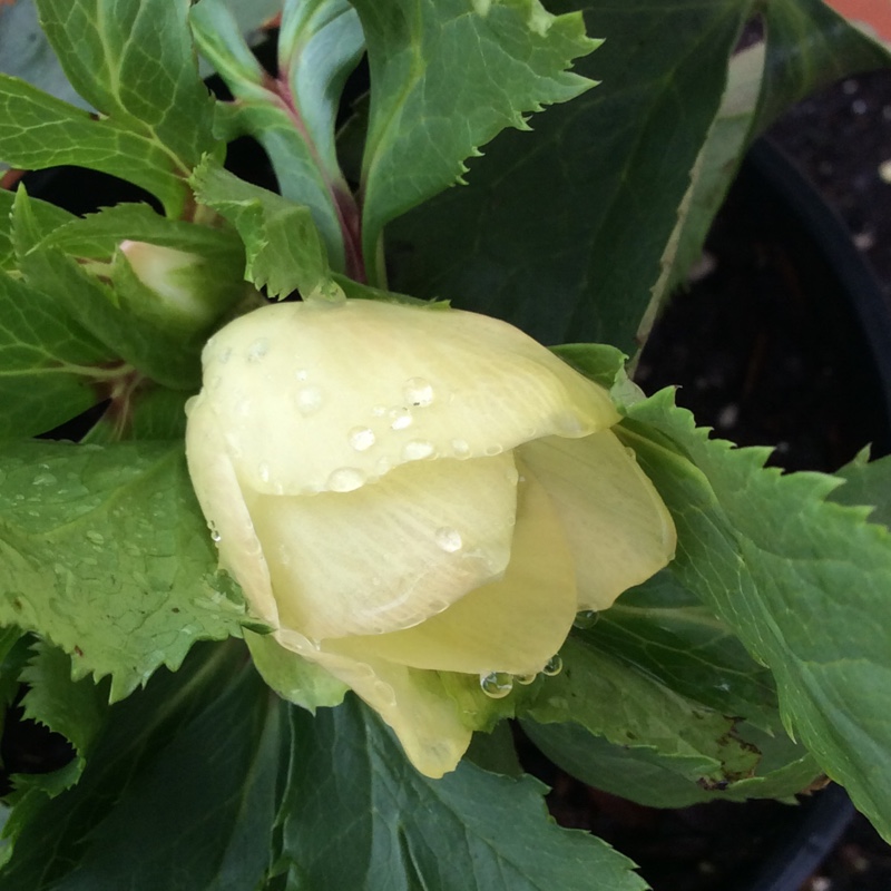 plant image 17766 plant image 17766