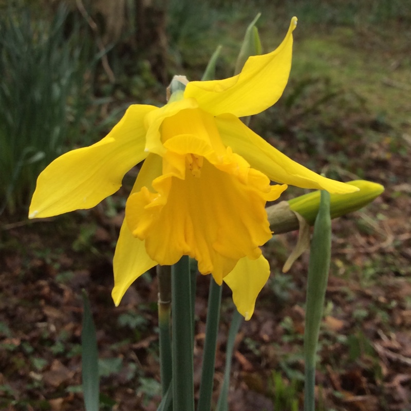 plant image 18211