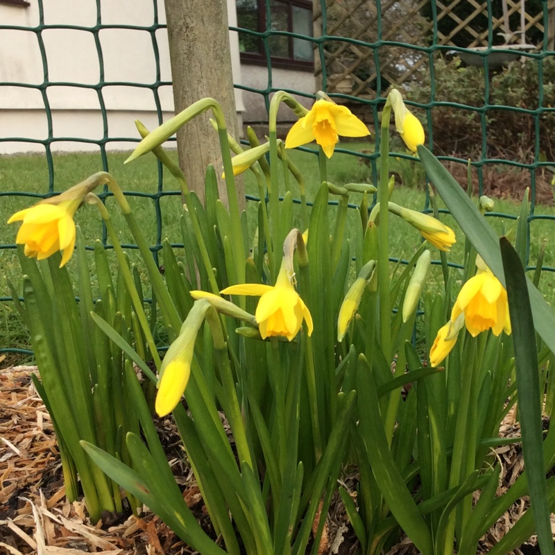 plant image 19286