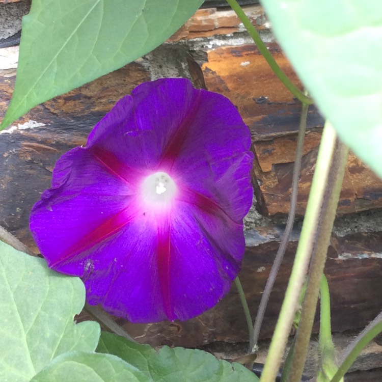 plant image 196165