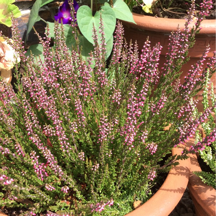 plant image 196169