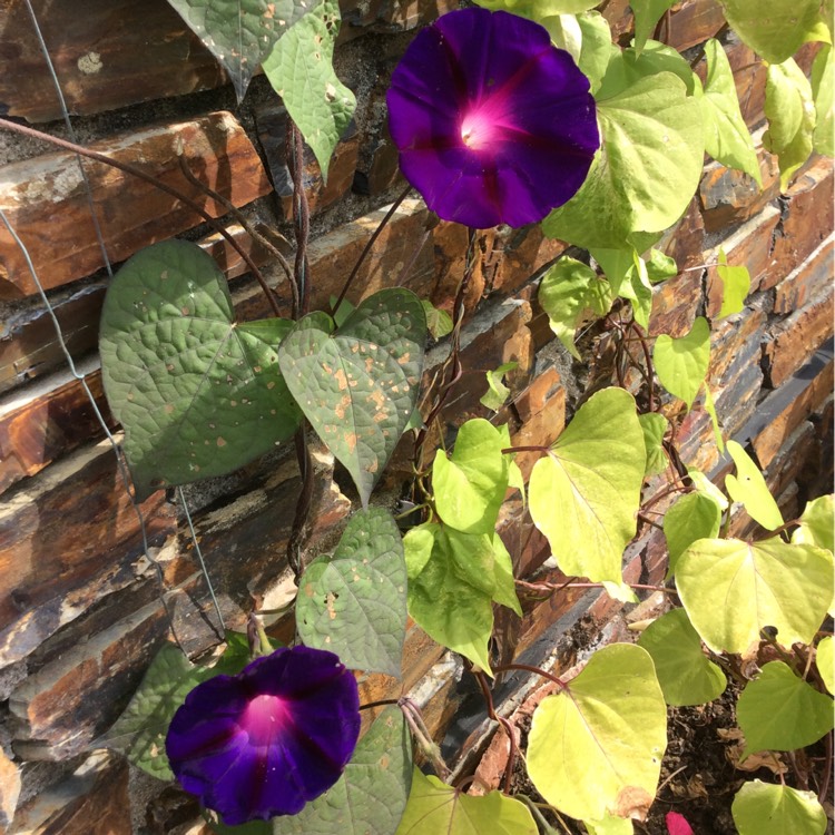 plant image 210055