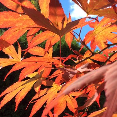 Acer palmatum