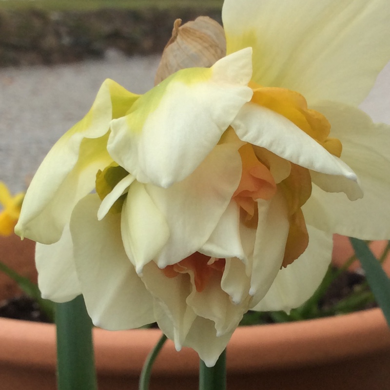 plant image 23360