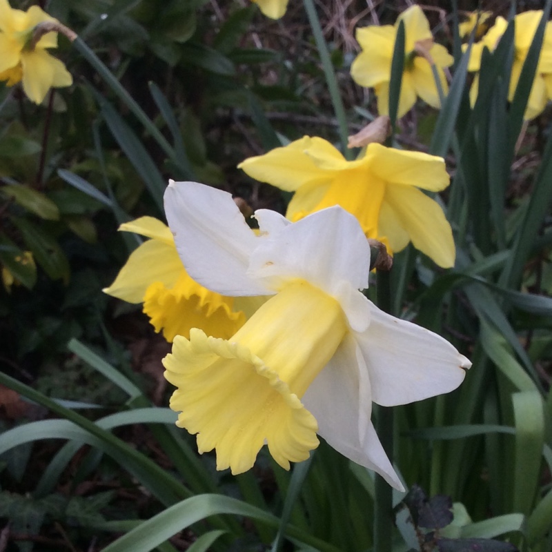 plant image 23602