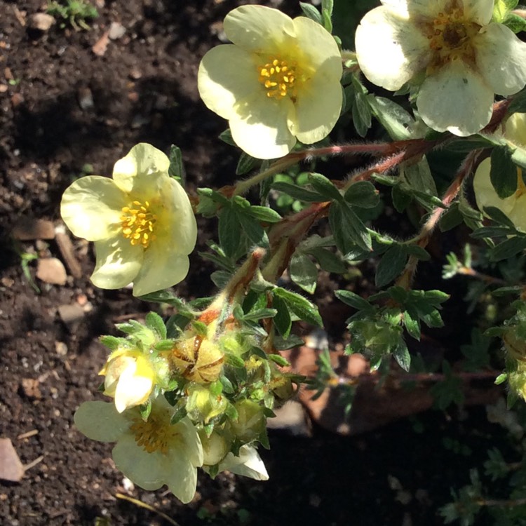 Plant image Potentilla fruticosa 'Elizabeth'