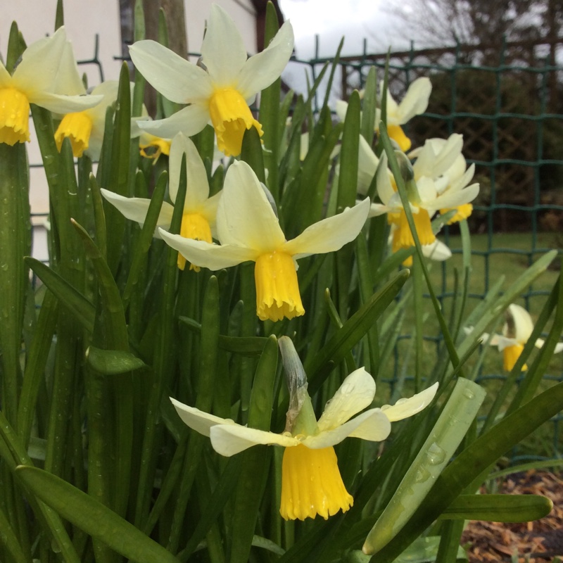 plant image 27776