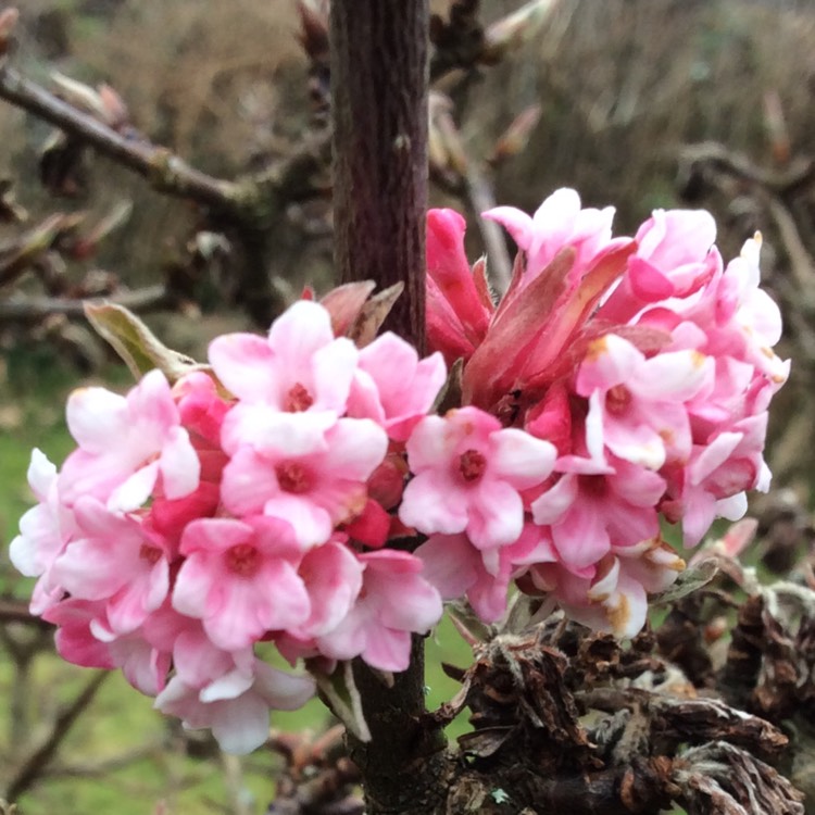 Plant image Viburnum x burkwoodii 'Anne Russell'