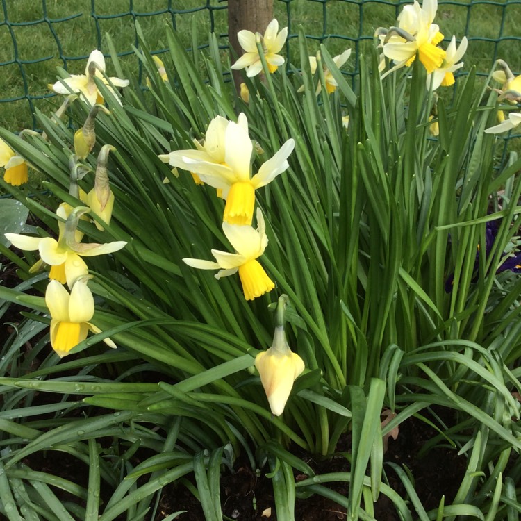 plant image 329131