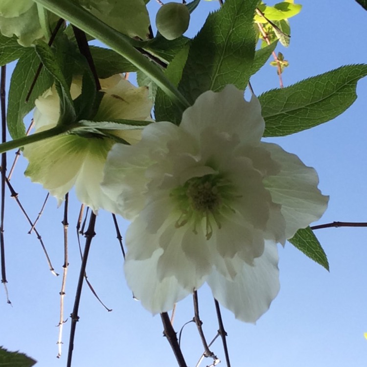 Plant image Helleborus x hybridus 'Harvington Double White'