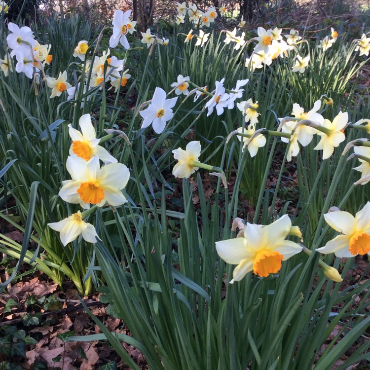 plant image 346906