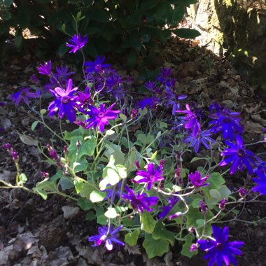 Pericallis x hybrida 'Sunsenedibu' (Senetti Series) syn. Pericallis 'Senetti Deep Blue'