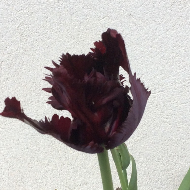 plant image 362434