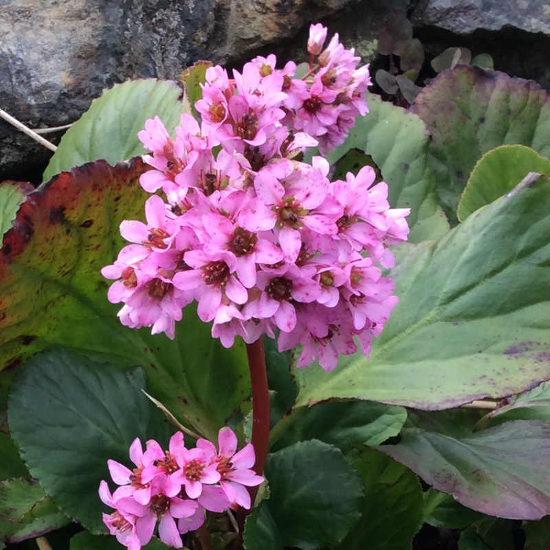 Bergenia