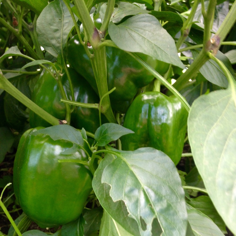 plant image 3814