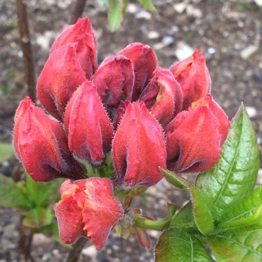 Rhododendron 'Gibraltar'