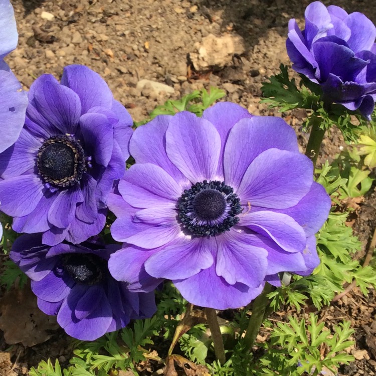 plant image 395687