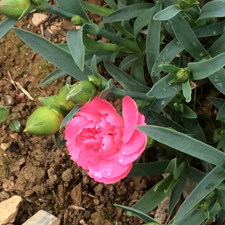 Plant image Dianthus 'Pink Kisses'