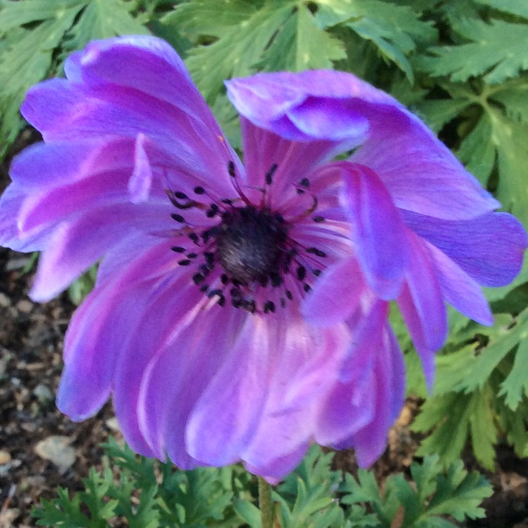plant image 433315