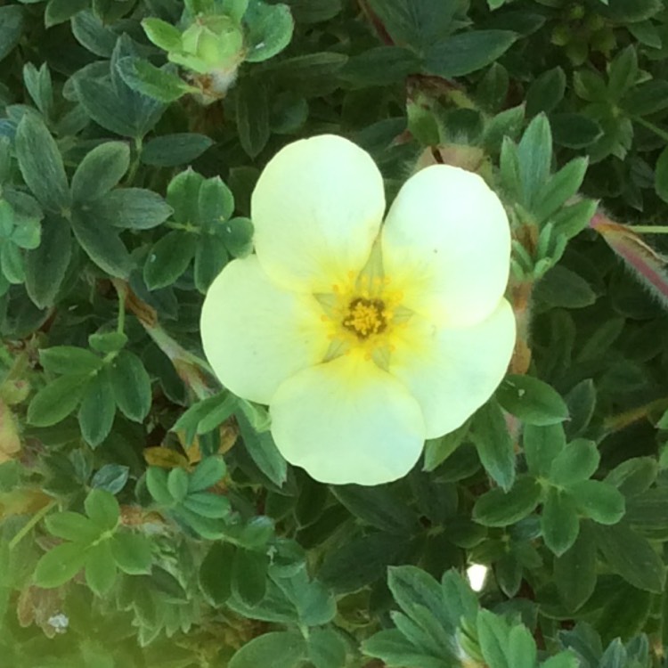 plant image 453484