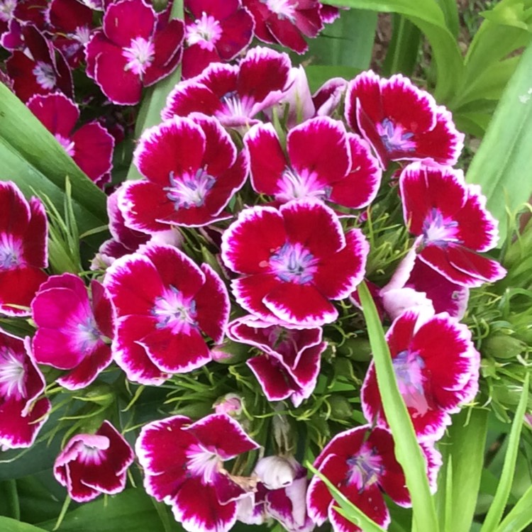 Plant image Dianthus barbatus