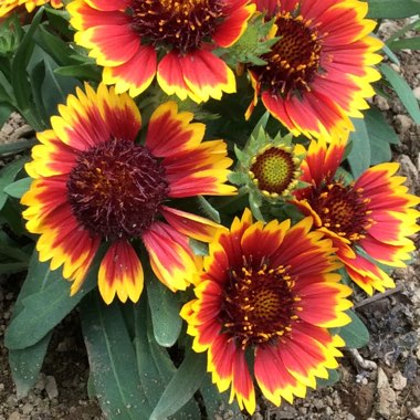 Gaillardia aristata 'Sunrita'