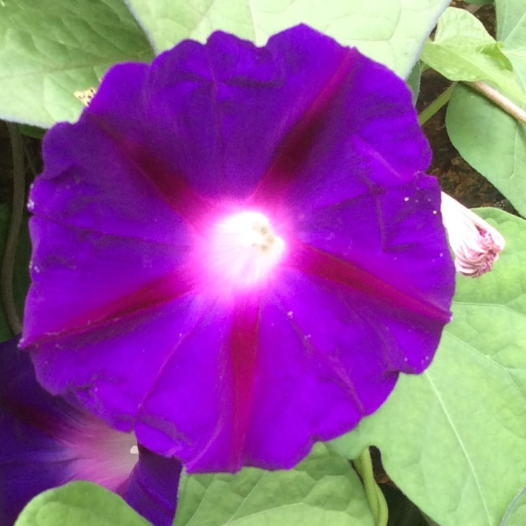 plant image 487293