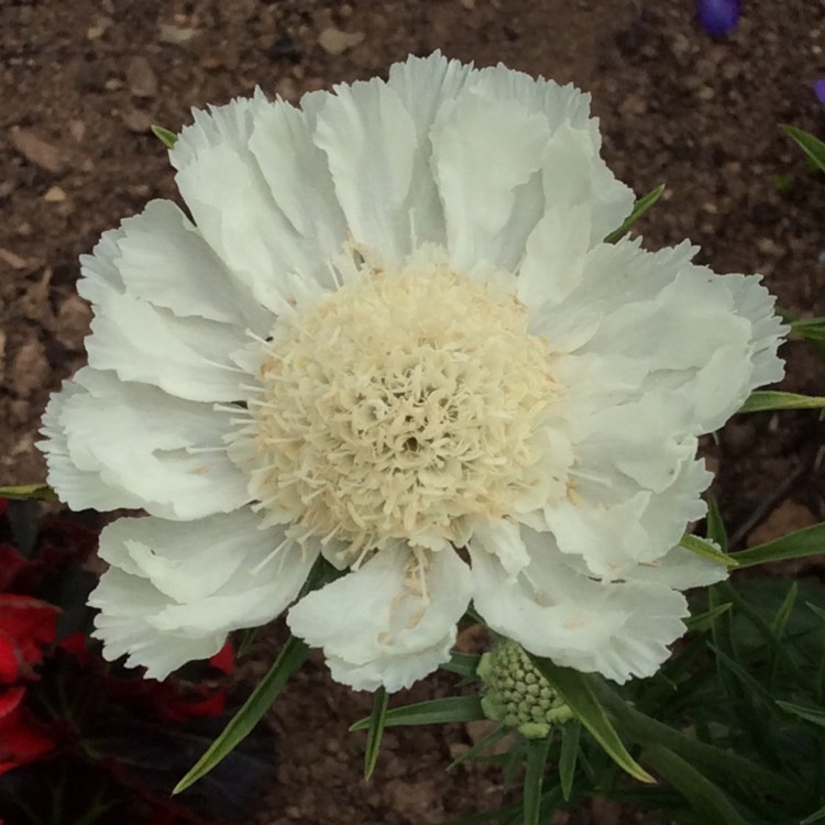 plant image 488788 plant image 488788