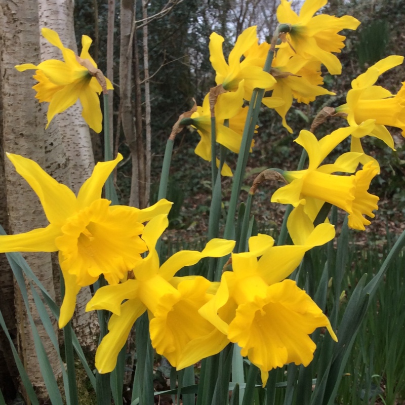 plant image 48985