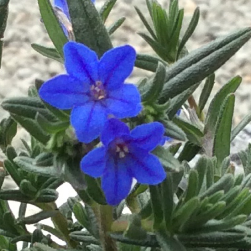 Plant image Lithodora Diffusa 'Compact Blue'