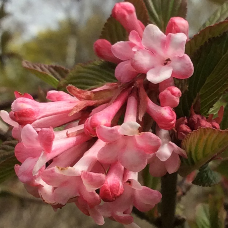 Viburnum x burkwoodii 'Anne Russell'