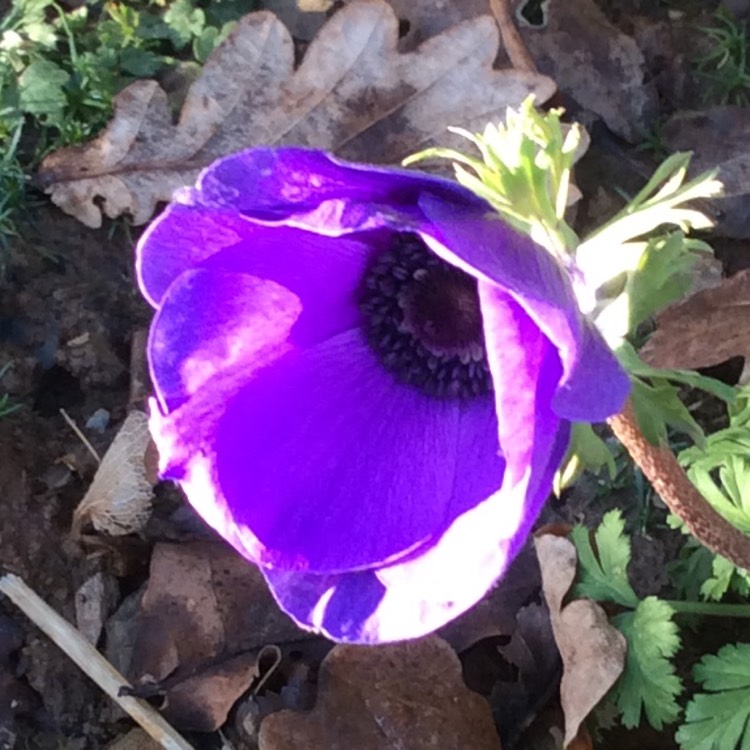 plant image 606989