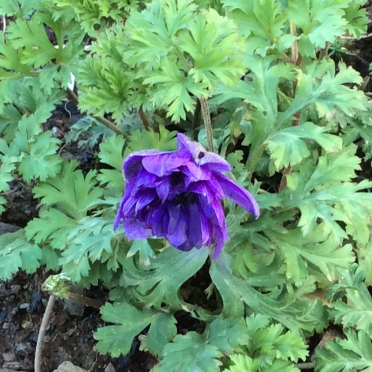 plant image 614254