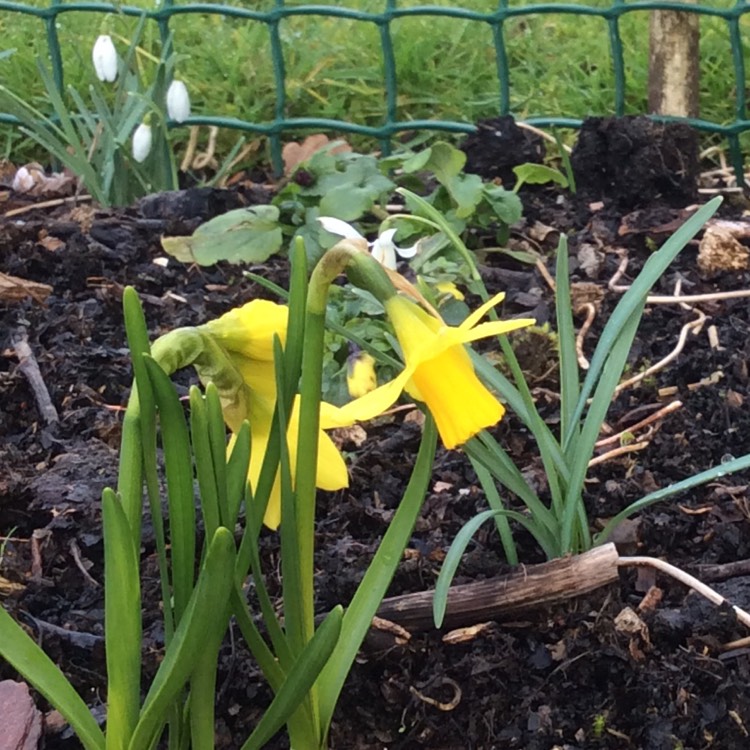 plant image 618005