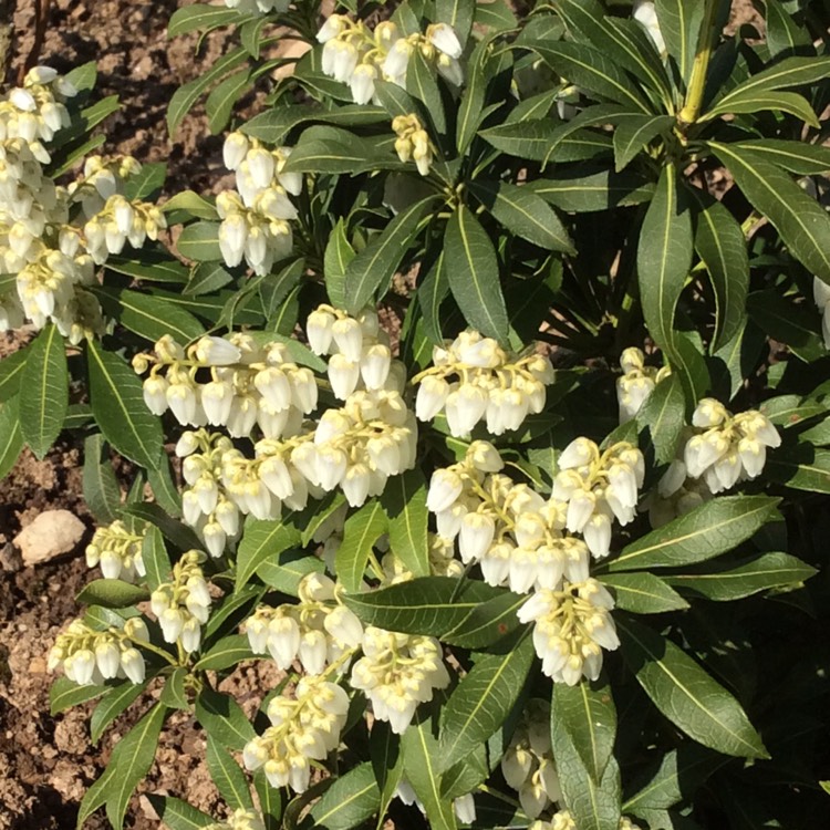 plant image 669128 plant image 669128