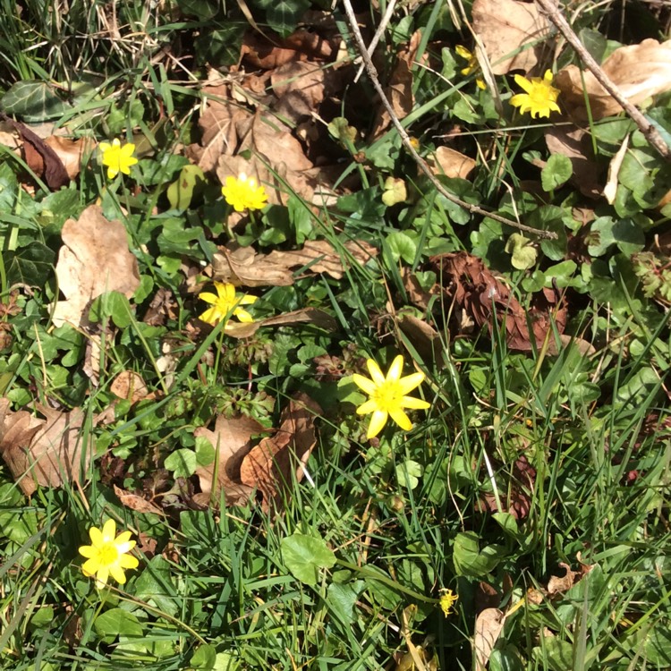 Plant image Ficaria verna