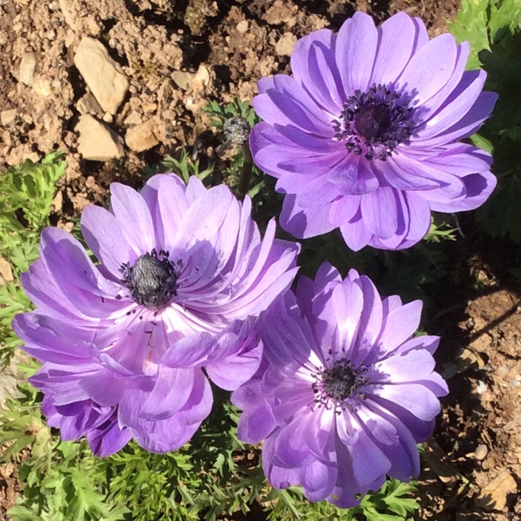 plant image 682068