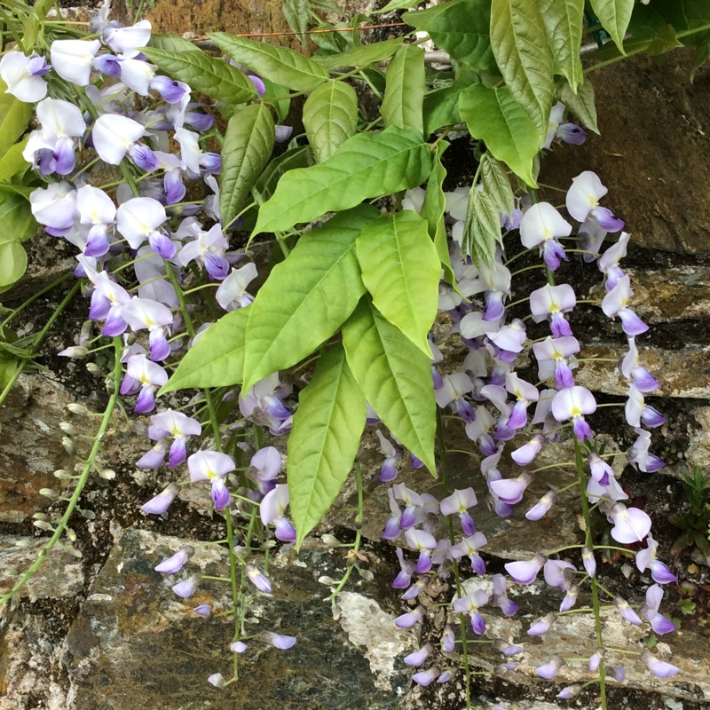 Wisteria sinensis 'Alba'