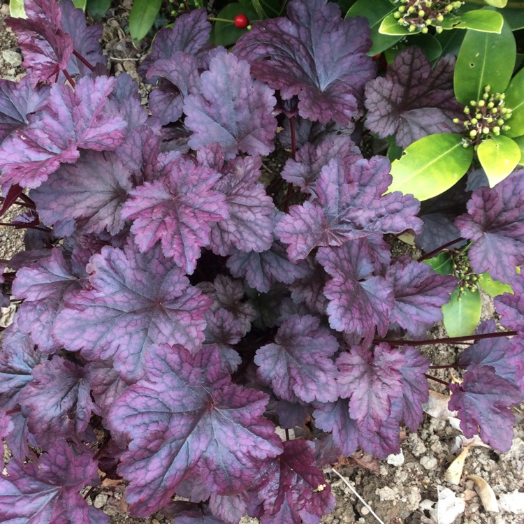 Plant image Heuchera villosa 'Palace Purple' syn. Heuchera sanguinea 'Palance Purple', Heuchera micrantha 'Palace Purple'