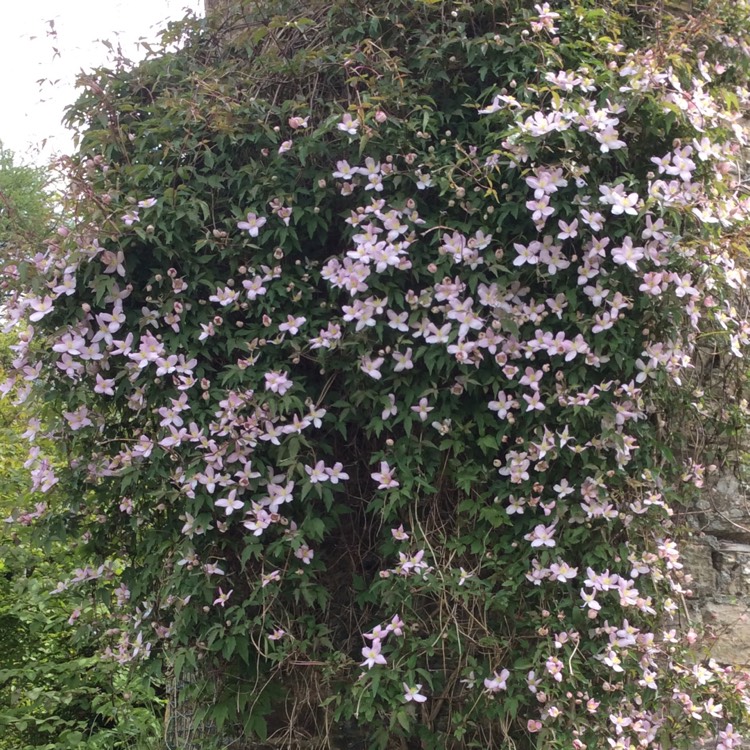 Plant image Clematis Montana 'Elizabeth'