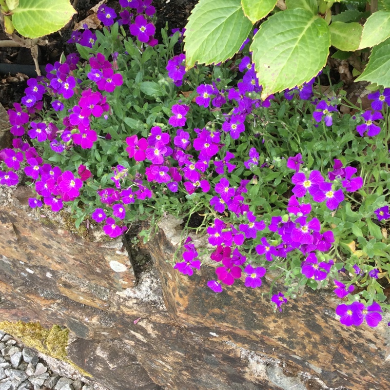 Aubrieta