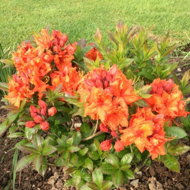 Rhododendron 'Gibraltar'