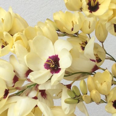 Ixia