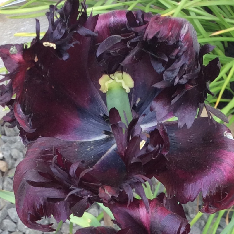 plant image 72215