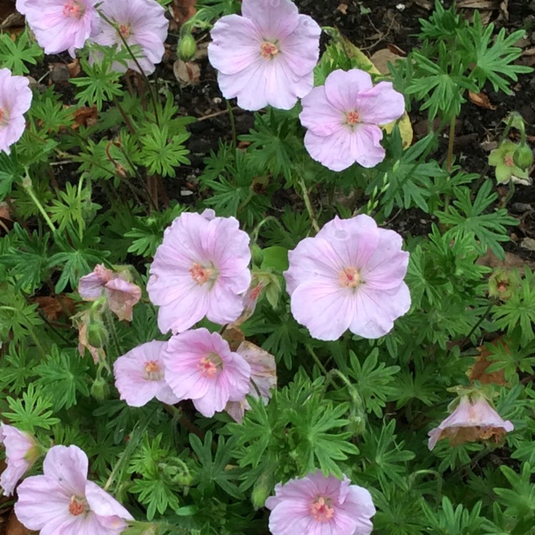 Geranium x oxonianum 'Wargrave Pink', Oxford Cranesbill 'Wargrave Pink ...