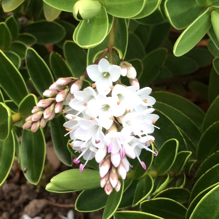 Plant image Hebe