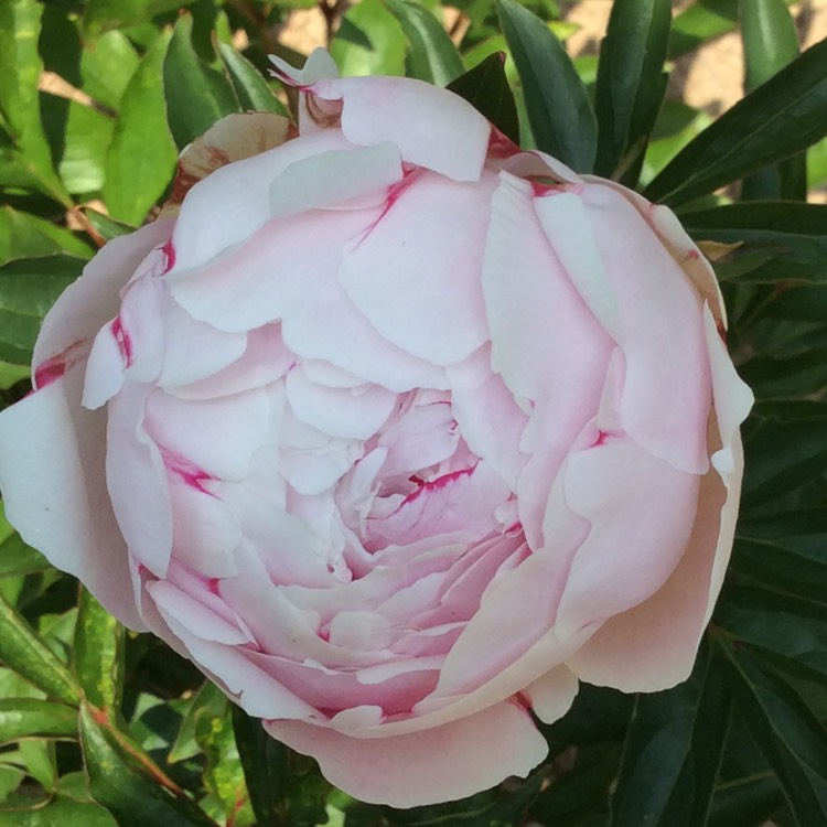 plant image 742330