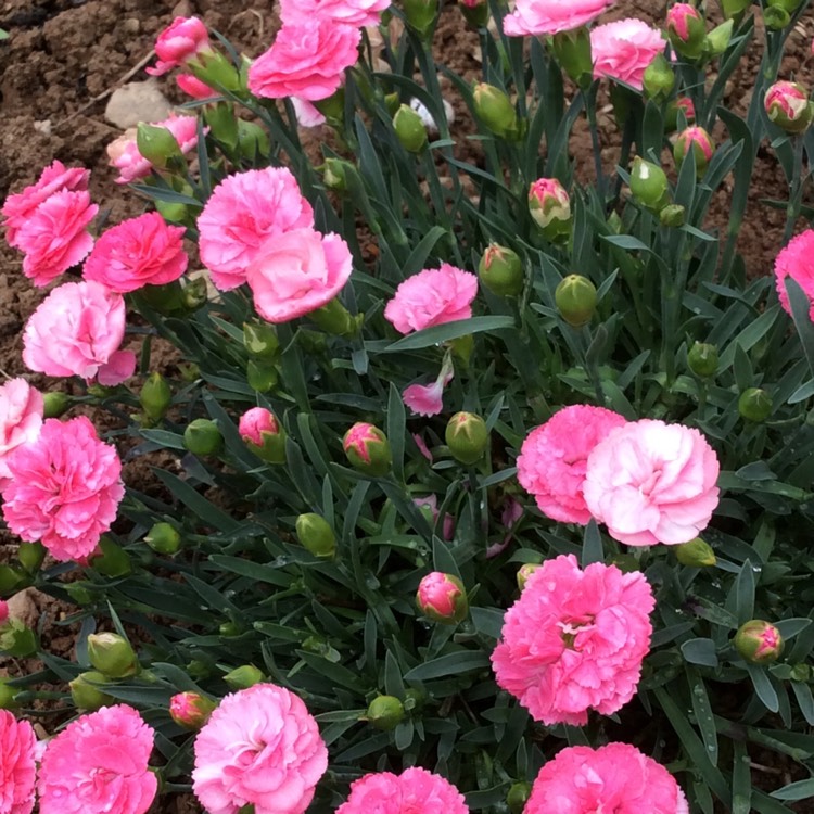plant image 747876