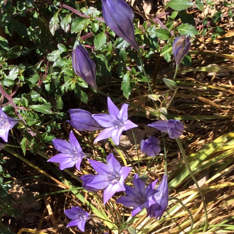 plant image 768964 plant image 768964