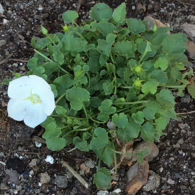 Plant image Campanula 'Pearl White'